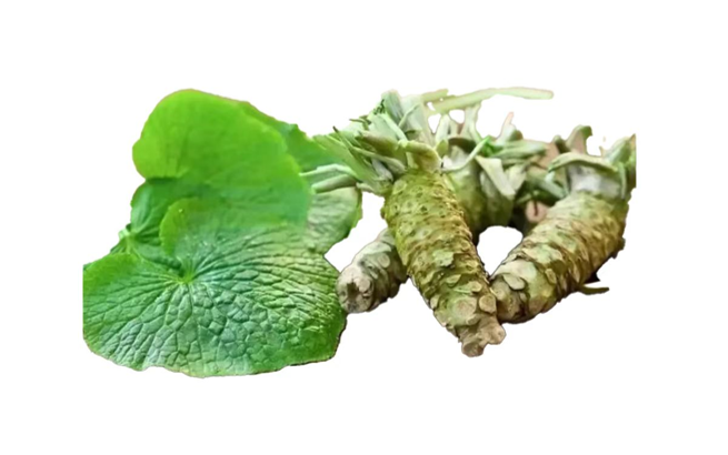 什么是山葵？展示文章